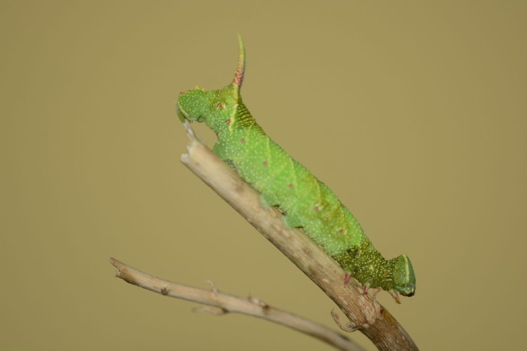 larva di Mimas tiliae, Sphingidae